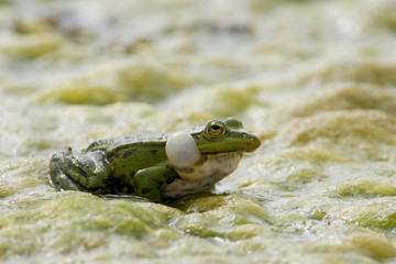Edible frog
