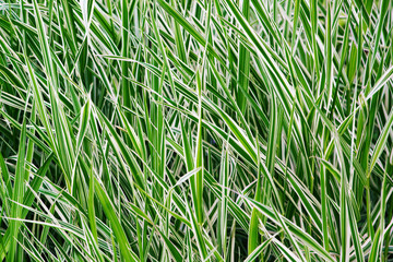 Fototapeta premium The ryegrass. Striped grass.