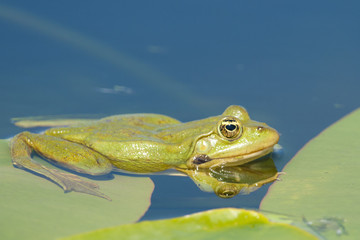 Edible frog