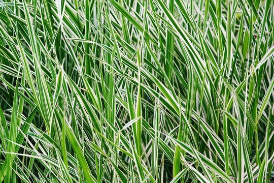 The ryegrass. Striped grass.