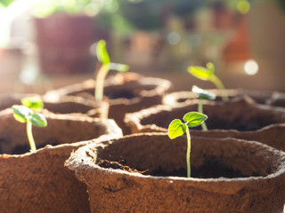 Sprouts in peat pots in the spring. Seasonal planting of vegetables.
