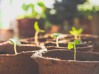 Sprouts in peat pots in the spring. Seasonal planting of vegetables.