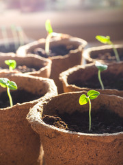 Sprouts in peat pots in the spring. Seasonal planting of vegetables.