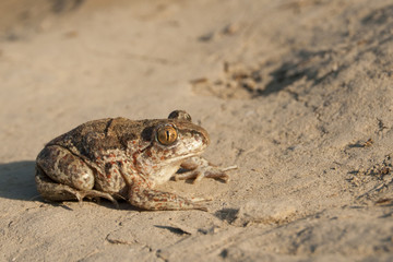 Common Spadefoot