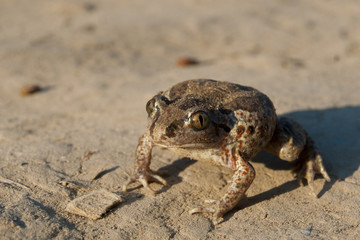 Common Spadefoot