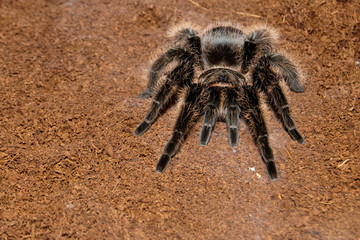 Black Velvet Tarantula