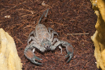 Thick Tailed Scorpion (Tityus sp.)