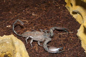 Thick Tailed Scorpion (Tityus sp.)