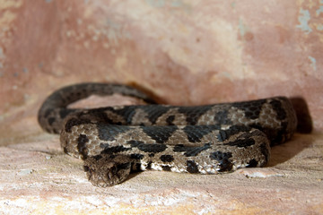 Rock Viper (vipera xanthina)