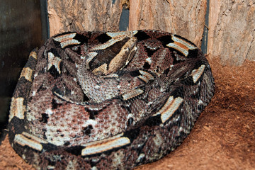 Rhinoceros Viper
