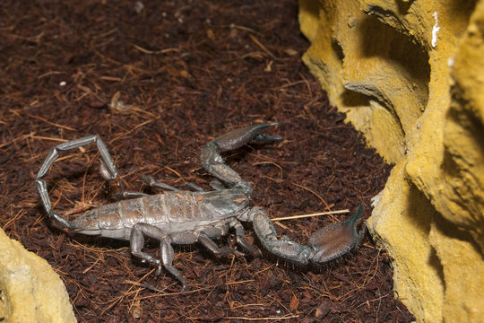 Thick Tailed Scorpion (Tityus sp.)