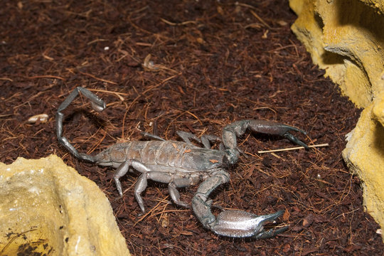 Thick Tailed Scorpion (Tityus sp.)