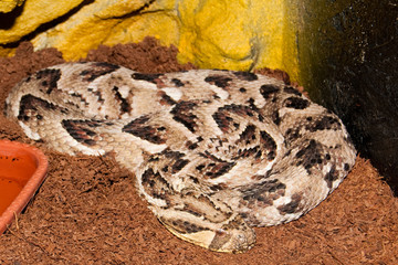 Puff Adder in Terrarium
