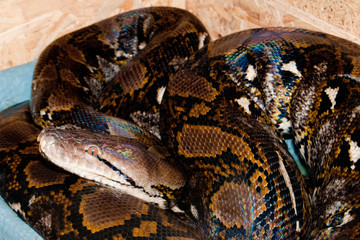 Reticulated Phyton in terrarium