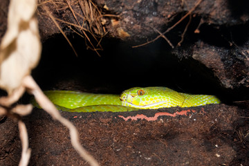 White Lipped Pitviper or Tree Viper