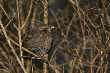 Blackbird