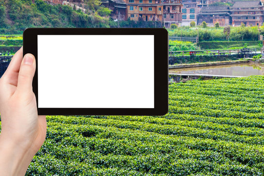 tourist photograph tea field in Chengyang