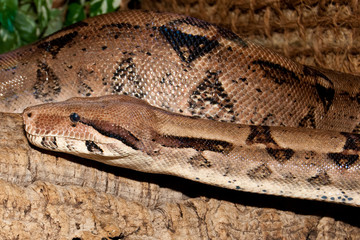 Boa Constrictor portrait