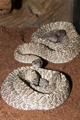 Uracona Rattelsnakes Pair