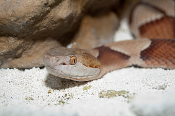 Moccasin Copperhead portrait