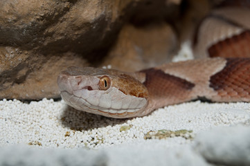 Copperhead Rattlesnake Portrait
