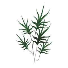 Plant leaves symbol icon vector illustration graphic design