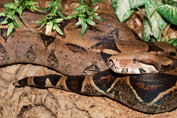 Boa Constrictor in terrarium