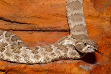 Texas Diamondback Rattlesnake