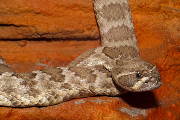 Diamondback Texas Rattlesnake