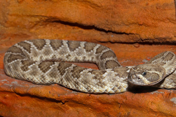 Diamondback Rattlesnake
