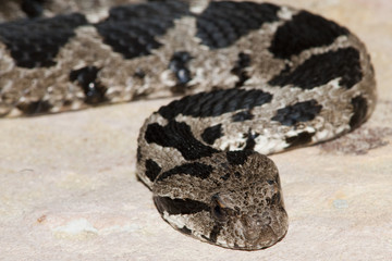 Rock Viper
