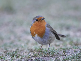 European robin (Erithacus rubecula)