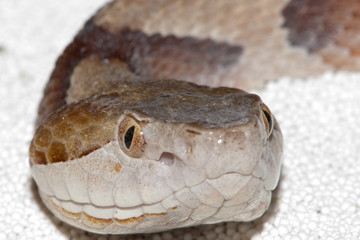Moccasin Copperhead