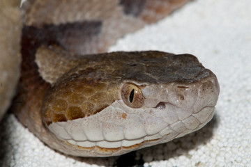 Copperhead Portrait
