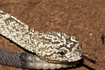 Uracoan Rattlesnake