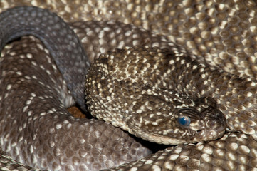 Uracoan Rattlesnake