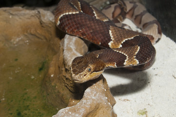 Copperhead (Agkistrodon contortrix)