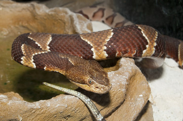 Copperhead (Agkistrodon contortrix)