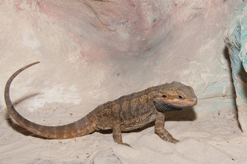 Bearded Dragon or Agama