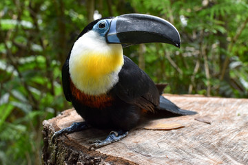 Toucan