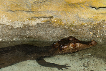Musky Caiman in terrarium