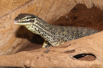 Sand Goanna Varan