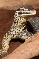 Varanus Sand Goanna Portrait
