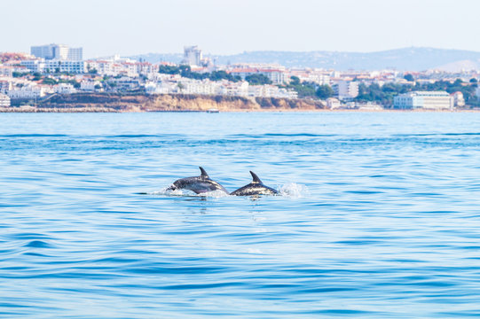 Dolphins swimming on the surface, photographed from experience boat on the coast of Albufeira, Algarve Portugal