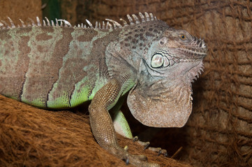 Green Iguana Portrait