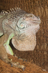 Green Iguana Portrait