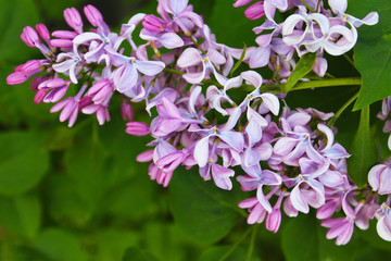Violet lilac macro