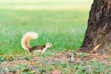 Squirrel near a tree.