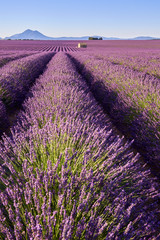 Naklejka na ściany i meble Lavender fields of Valensole with stone house in Summer. Alpes de Haute Provence, PACA Region, France