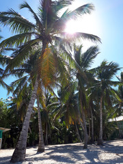 The sun makes its way through the palm trees on the beach with white sand